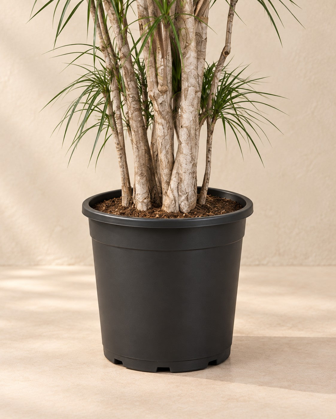 Partie basse de Dracaena marginata avec son pot de culture