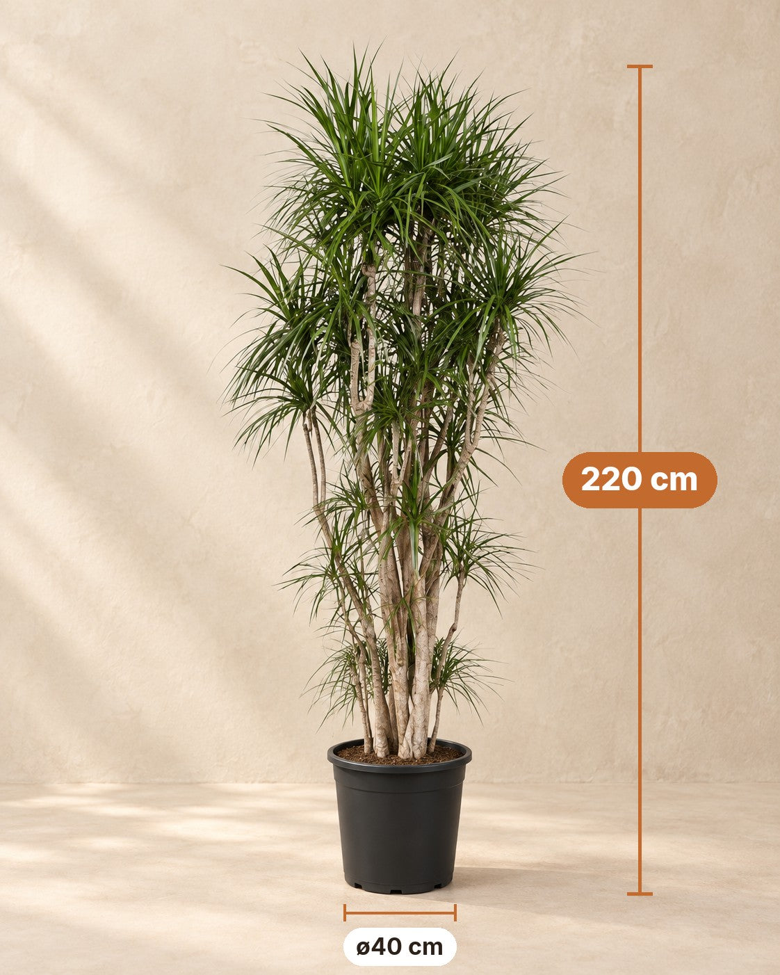 Dimensions Dracaena marginata : 220 cm de haut, pot ø40 cm