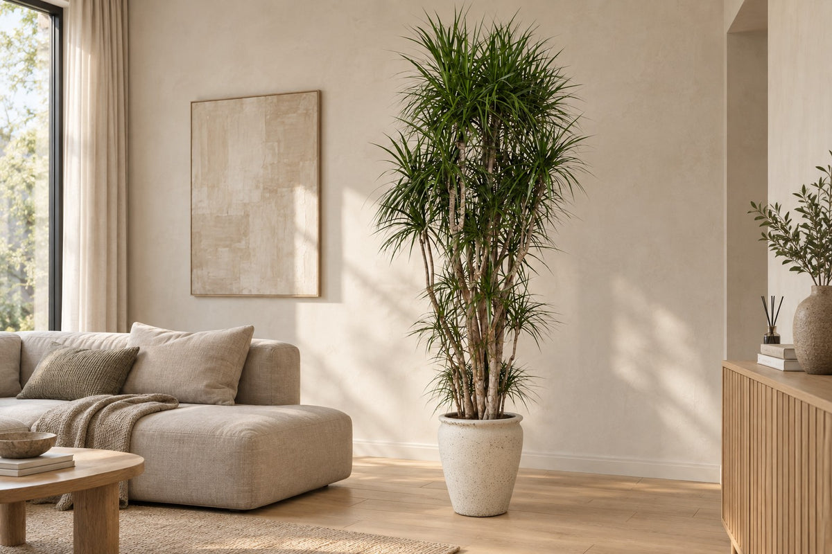 Dracaena marginata, 220 cm, dans cache-pot Artemis dans un salon lumineux
