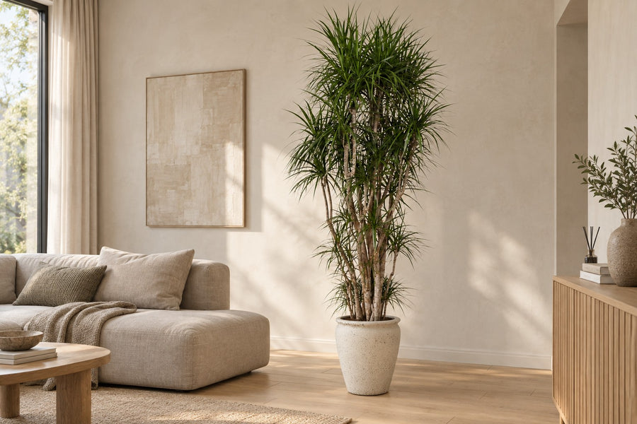 Dracaena marginata (arbre à sang de dragon) ramifié 220 cm de haut, pot ø40 cm