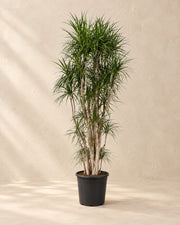 Dracaena marginata, 220 cm de haut en pot de culture de 40 cm