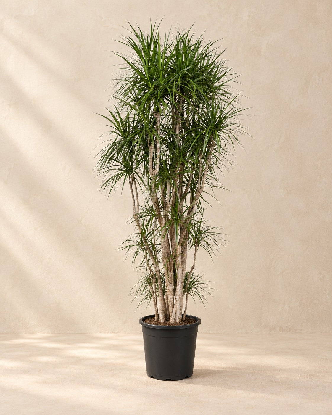 Dracaena marginata, 220 cm de haut en pot de culture de 40 cm