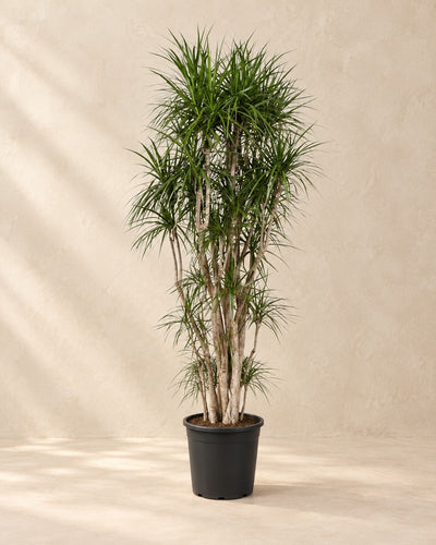 Dracaena marginata, 220 cm de haut en pot de culture de 40 cm