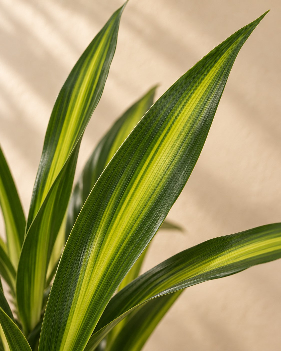 Nærbillede af bladene på Dracaena Riki (Dracaena fragrans 'Riki')