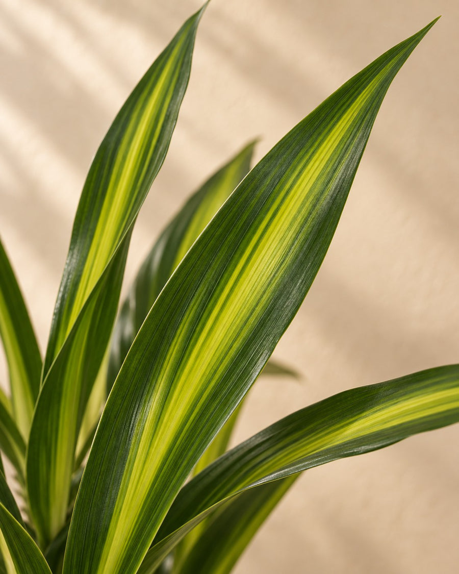 Dracaena Riki (dragon tree) 140 cm tall, pot ø24 cm