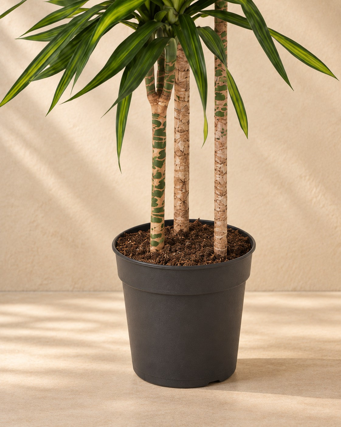 Lower part of the Dracaena Riki (Dracaena fragrans 'Riki') with its nursery pot