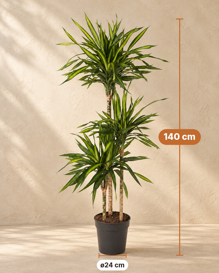 Dracaena Riki (dragon tree) 140 cm tall, pot ø24 cm