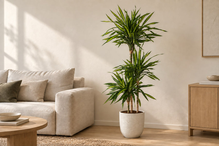 Dracaena Riki (dragon tree) 140 cm tall, pot ø24 cm
