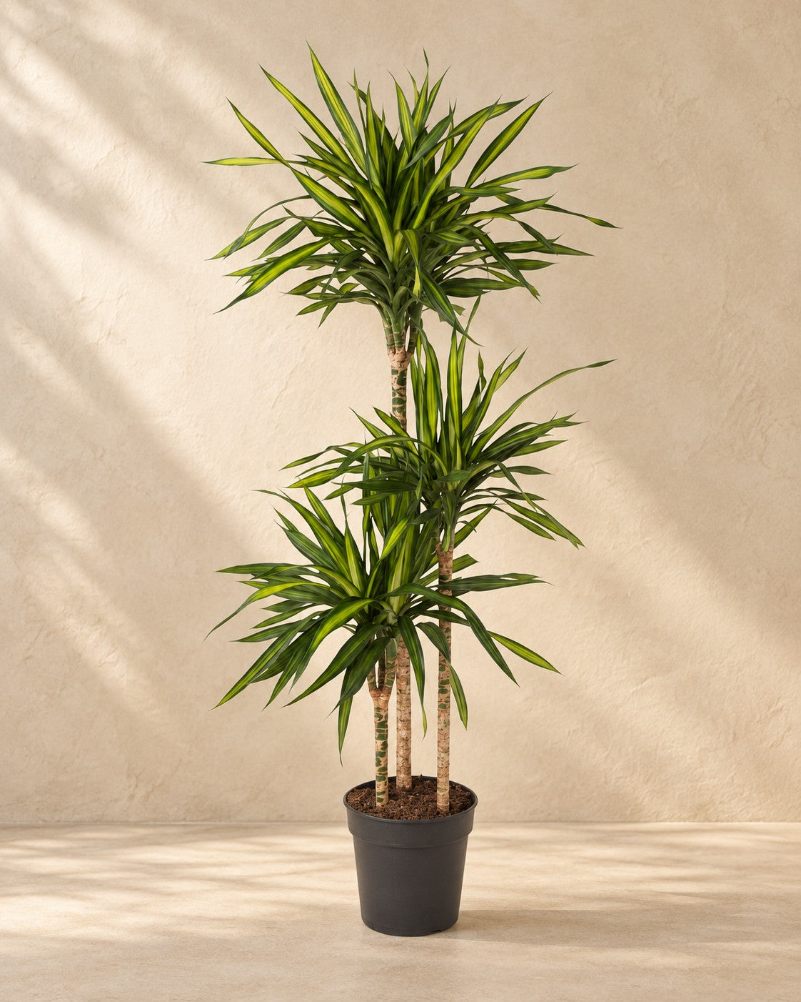 Dracaena Riki (Dracaena fragrans 'Riki'), 140 cm høj i en 24 cm dyrkningspotte