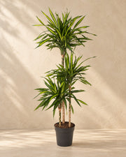 Dracaena Riki (Dracaena fragrans 'Riki'), 140 cm tall in a 24 cm nursery pot