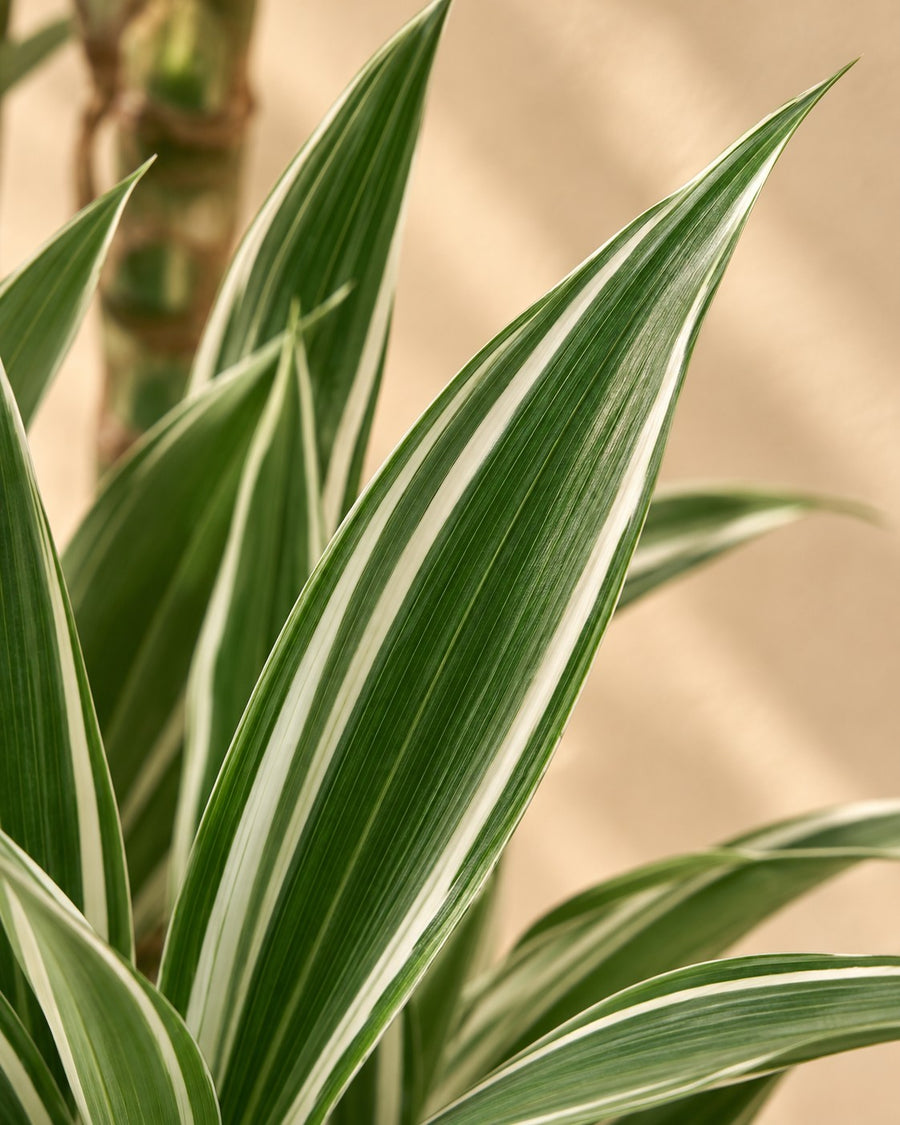 Dracaena White Stripe (albero del drago) 150 cm di altezza, vaso ø24 cm