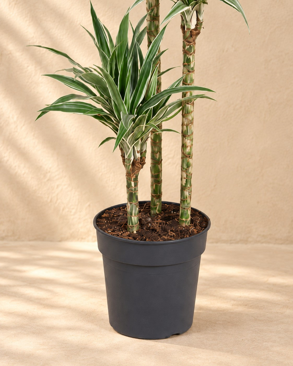 Parte bassa di Dracaena White Stripe (Dracaena fragrans 'White Stripe') con il vaso di coltivazione