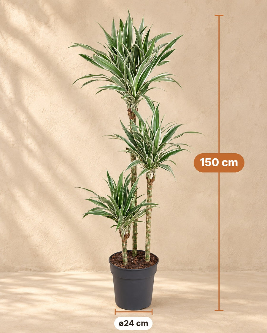 Dracaena White Stripe (albero del drago) 150 cm di altezza, vaso ø24 cm