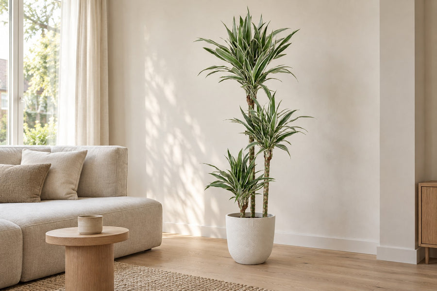 Dracaena White Stripe (albero del drago) 150 cm di altezza, vaso ø24 cm
