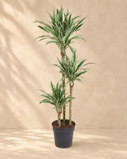 Dracaena White Stripe (Dracaena fragrans 'White Stripe'), alta 150 cm in vaso di coltivazione da 24 cm