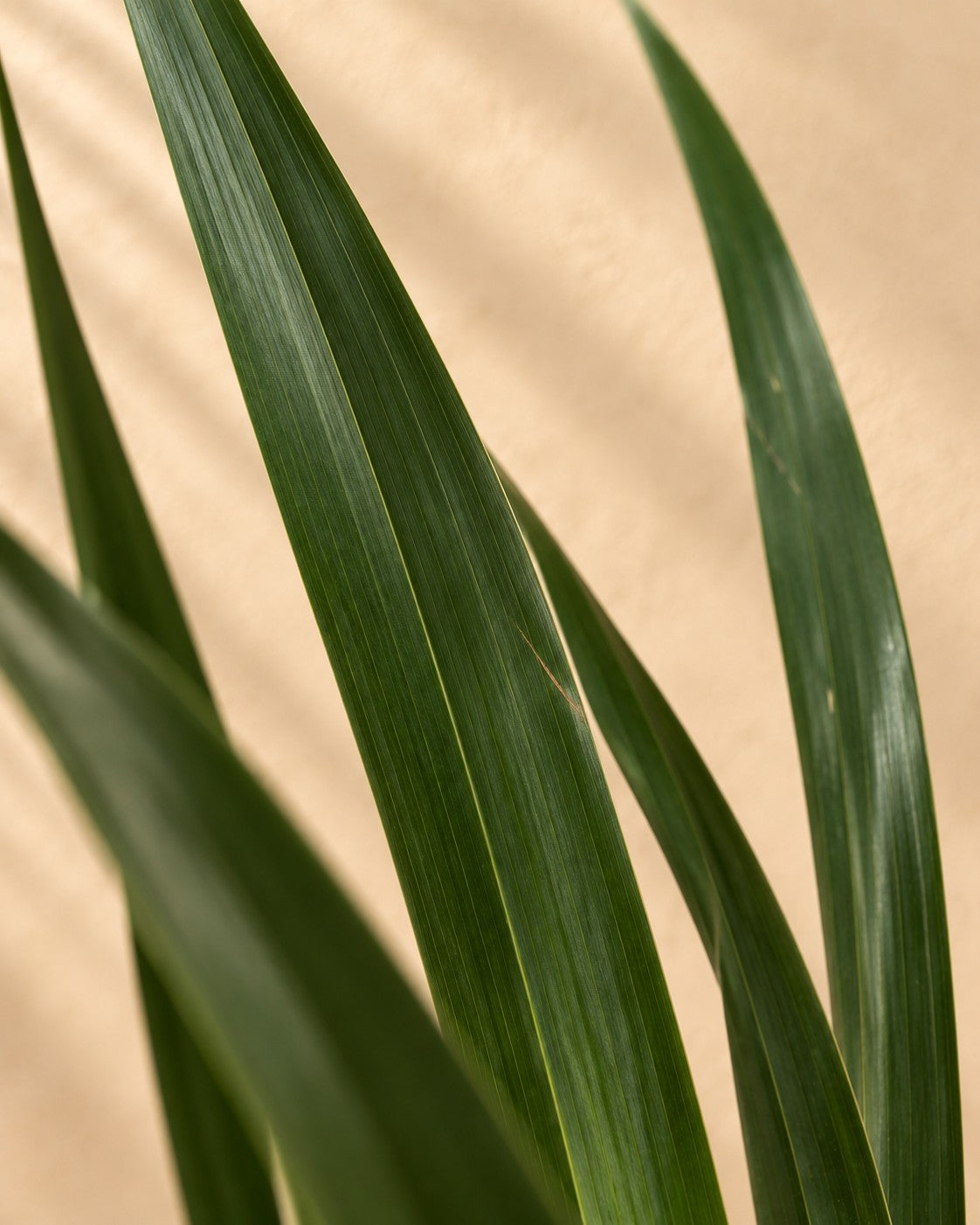 Close-up van het blad van de Drakenbloedboom (Dracaena draco)