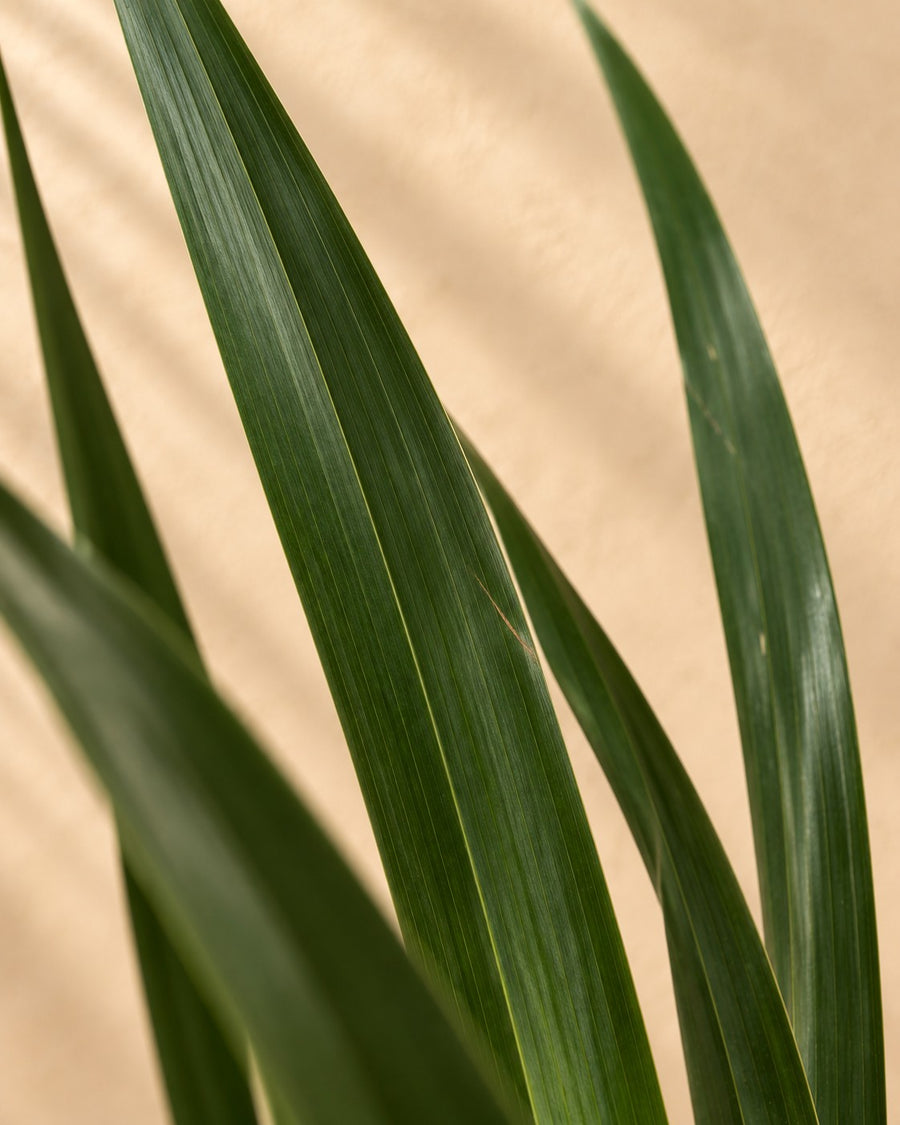 Drakenbloedboom (Dracaena draco) 100 cm hoog, pot ø24 cm