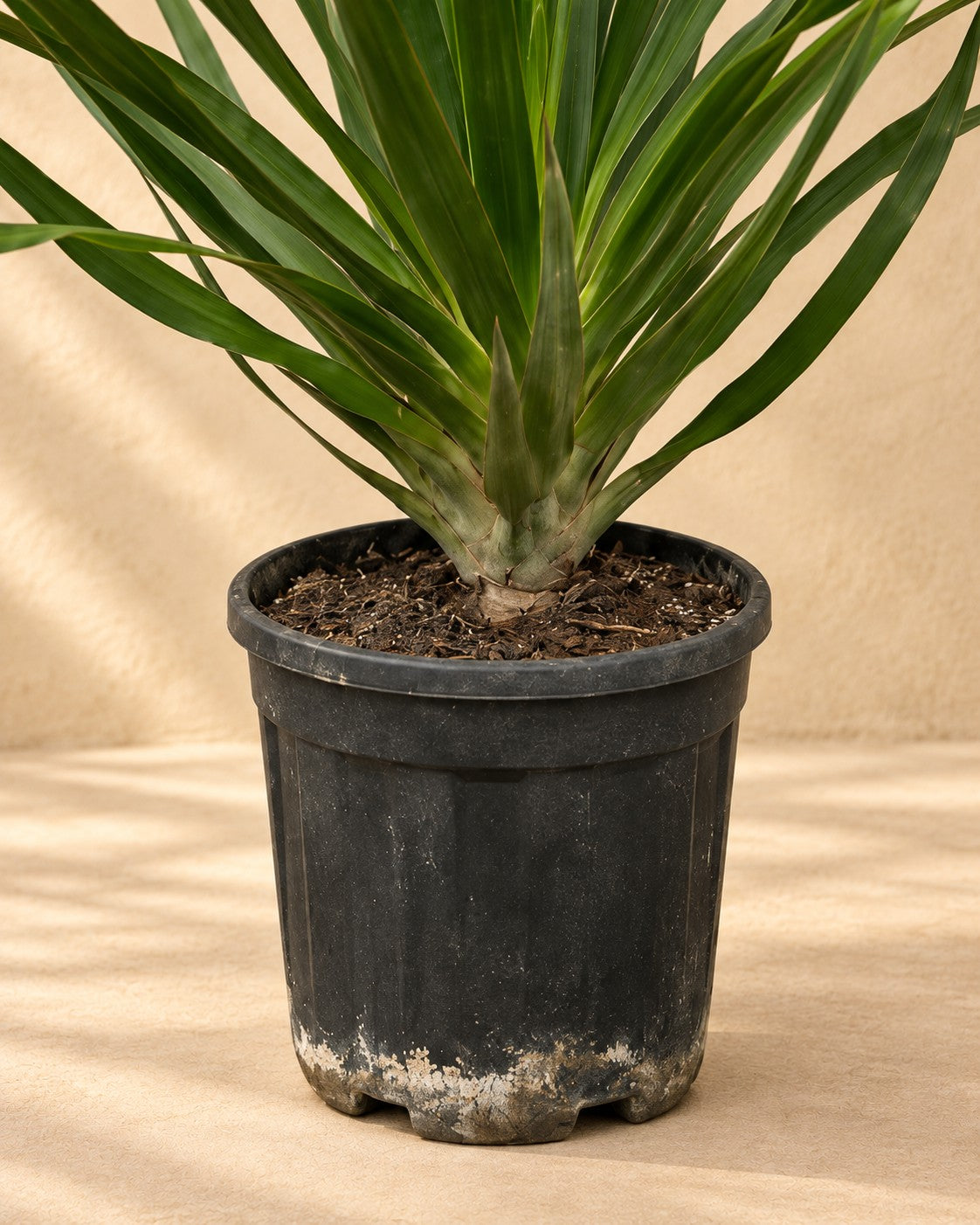 Onderste deel van de Drakenbloedboom (Dracaena draco) met de kweekpot