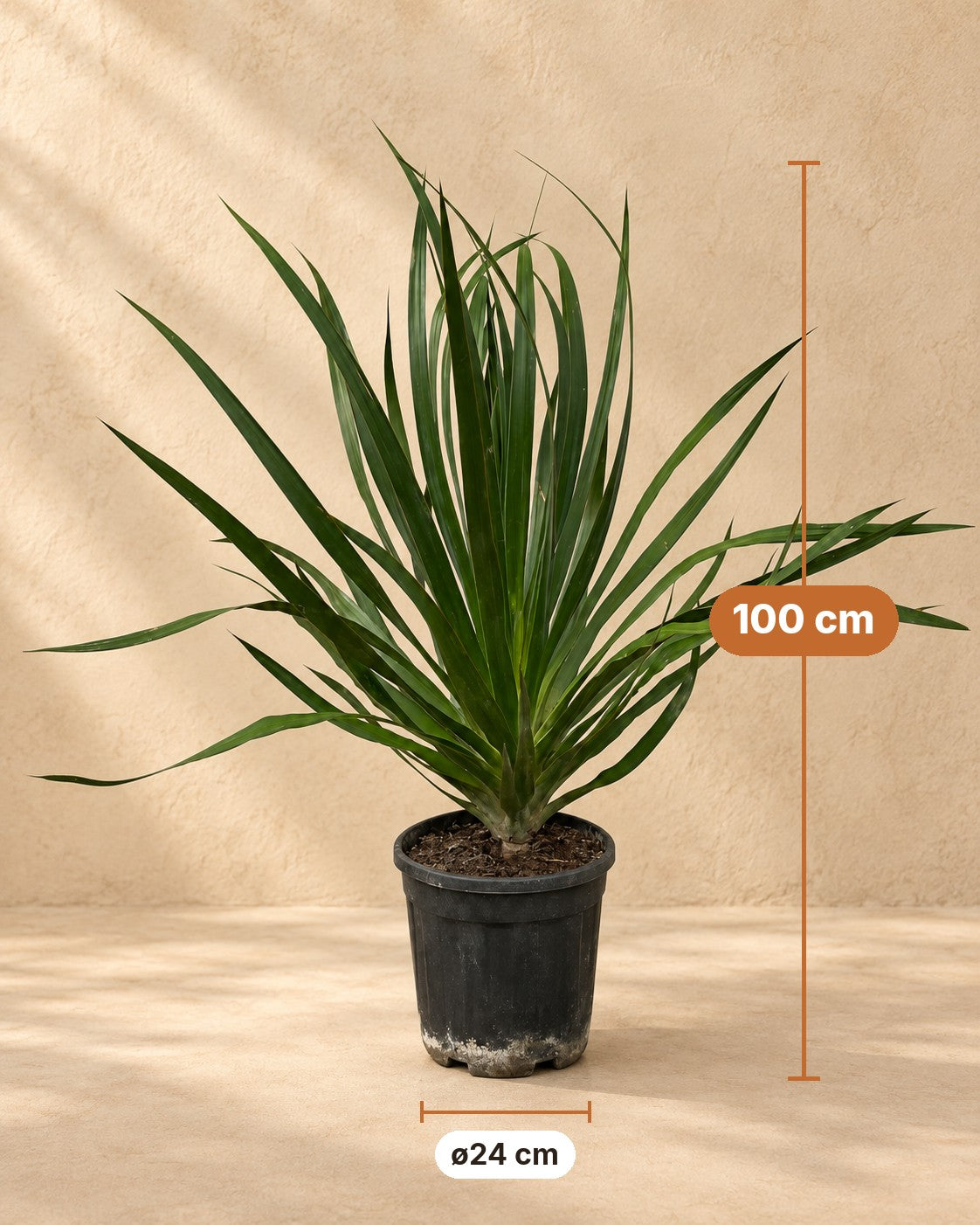 Afmetingen Drakenbloedboom: 100 cm hoog, pot ø24 cm