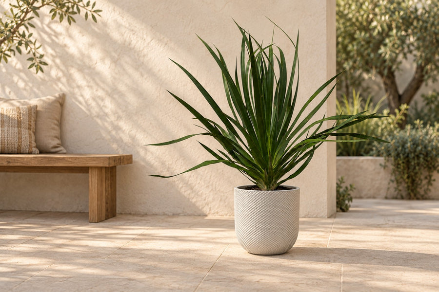 Drakenbloedboom (Dracaena draco) 100 cm hoog, pot ø24 cm