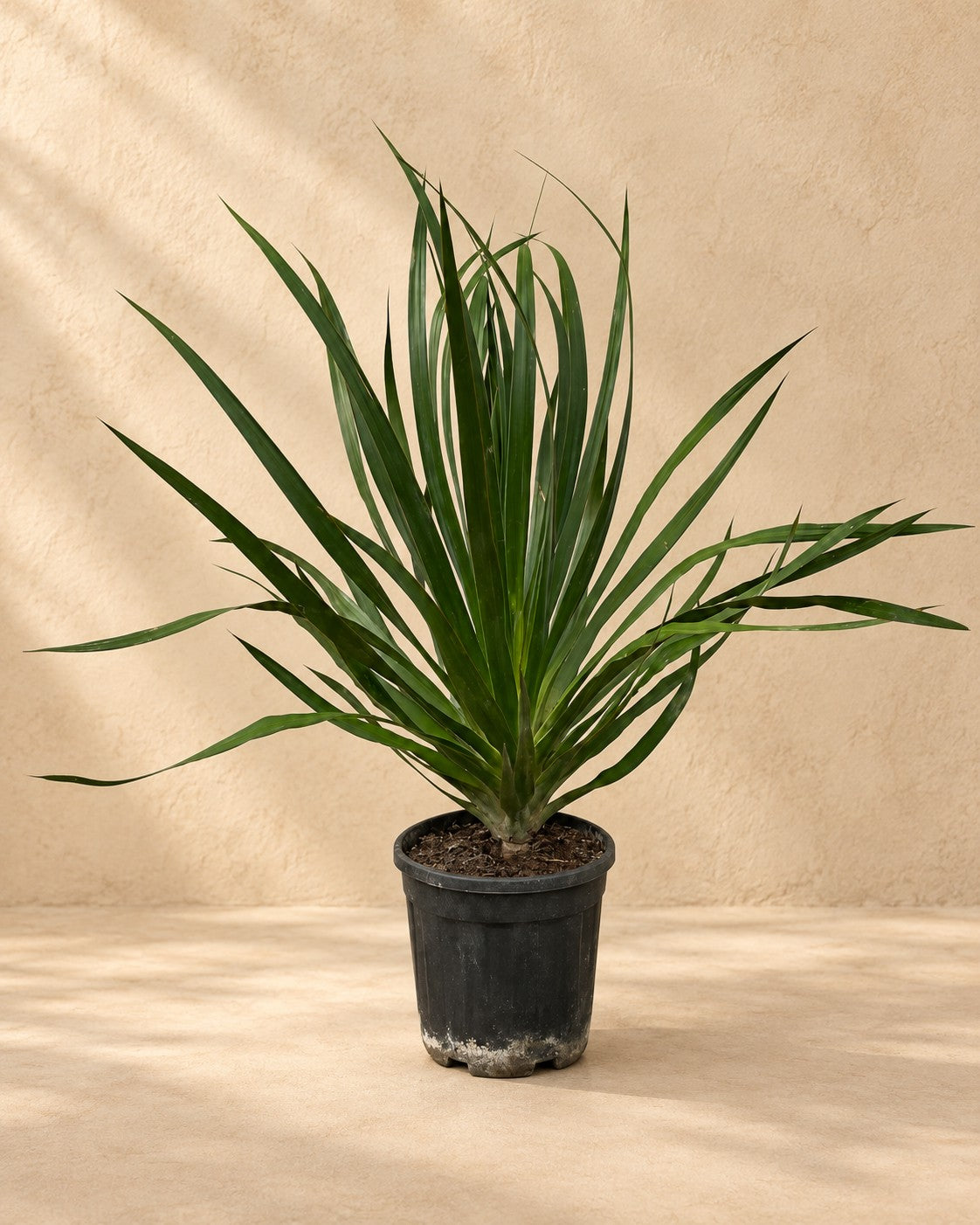 Drakenbloedboom (Dracaena draco) van 100 cm hoog in kweekpot van 24 cm