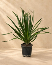 Drakenbloedboom (Dracaena draco) van 100 cm hoog in kweekpot van 24 cm