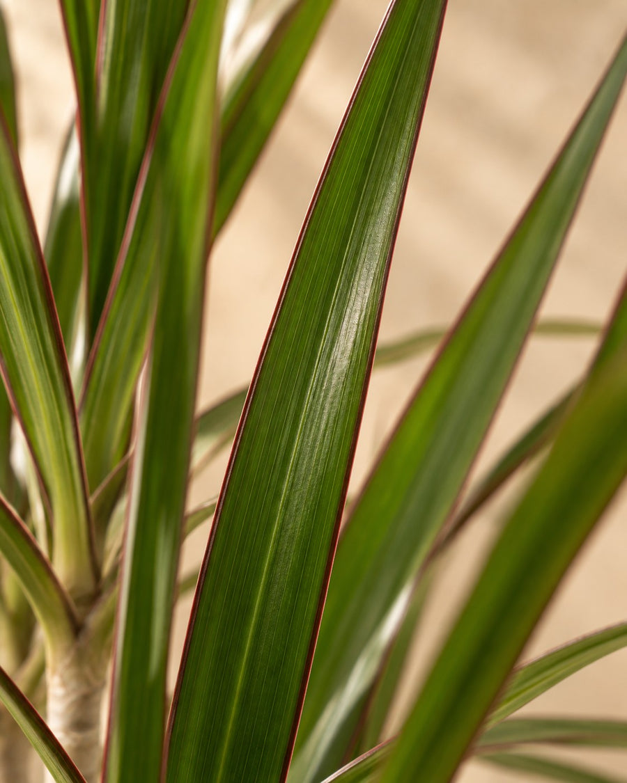 Drakenbloedboom (Dracaena marginata) 180 cm hoog, pot ø27 cm