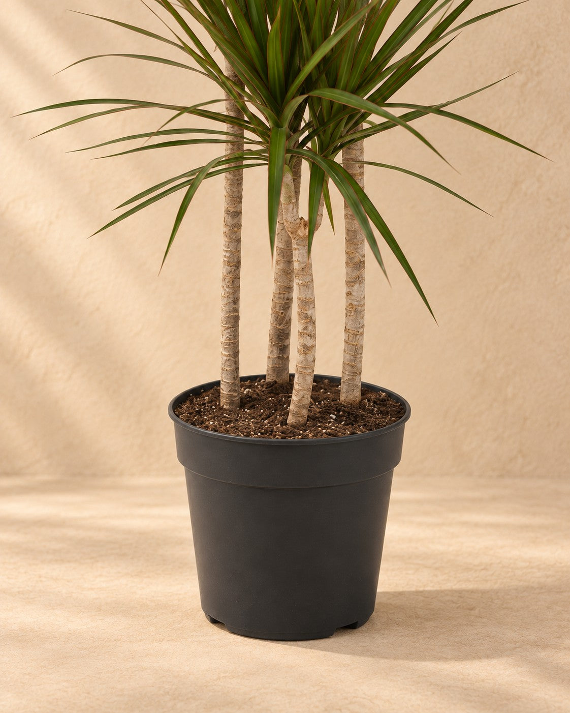 Onderste deel van de Drakenbloedboom (Dracaena marginata) met de kweekpot