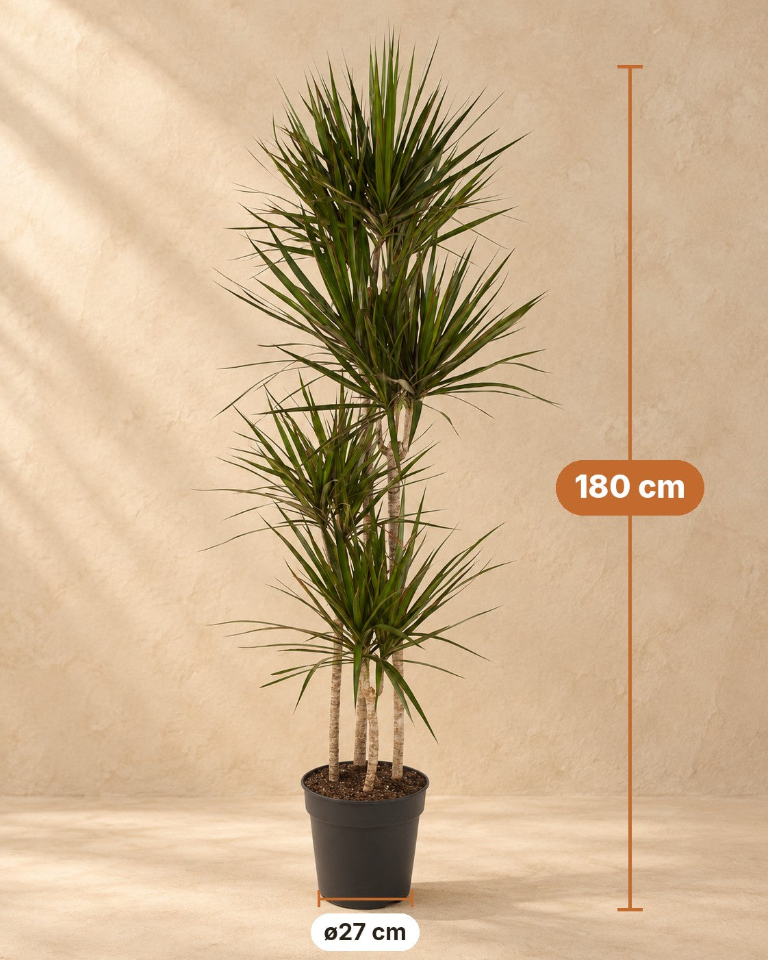 Afmetingen Drakenbloedboom: 180 cm hoog, pot ø27 cm