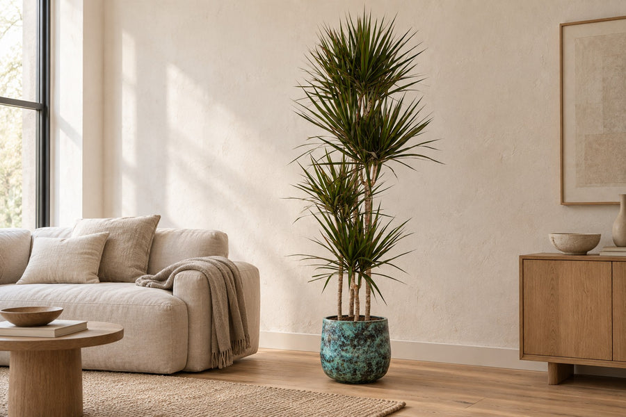 Drakenbloedboom (Dracaena marginata) 180 cm hoog, pot ø27 cm
