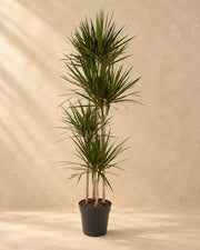 Drakenbloedboom (Dracaena marginata) van 180 cm hoog in kweekpot van 27 cm