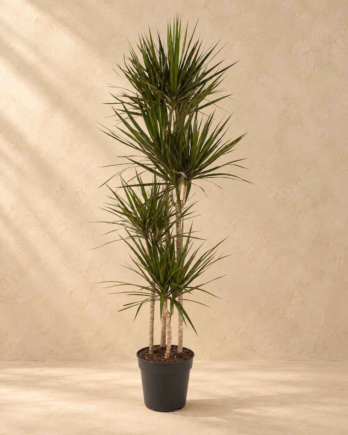 Drakenbloedboom (Dracaena marginata) van 180 cm hoog in kweekpot van 27 cm