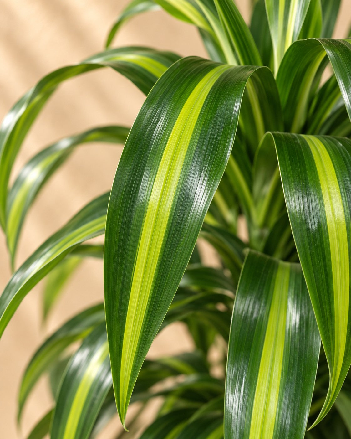 Nahaufnahme der Blätter der Drachenbaum Hawaiian Sunshine (Dracaena fragrans 'Hawaiian Sunshine')