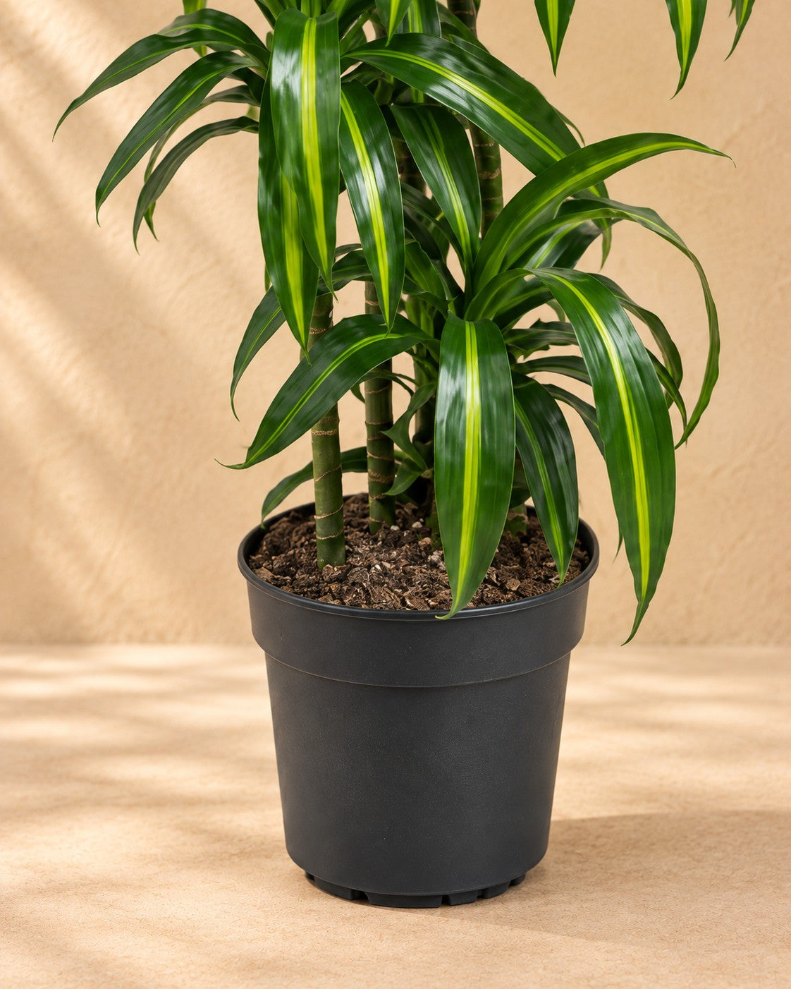 Unterer Teil der Drachenbaum Hawaiian Sunshine (Dracaena fragrans 'Hawaiian Sunshine') mit dem Anzuchttopf