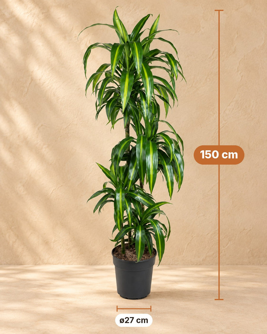 Drachenbaum Hawaiian Sunshine (Dracaena) 150 cm hoch, Topf ø27 cm