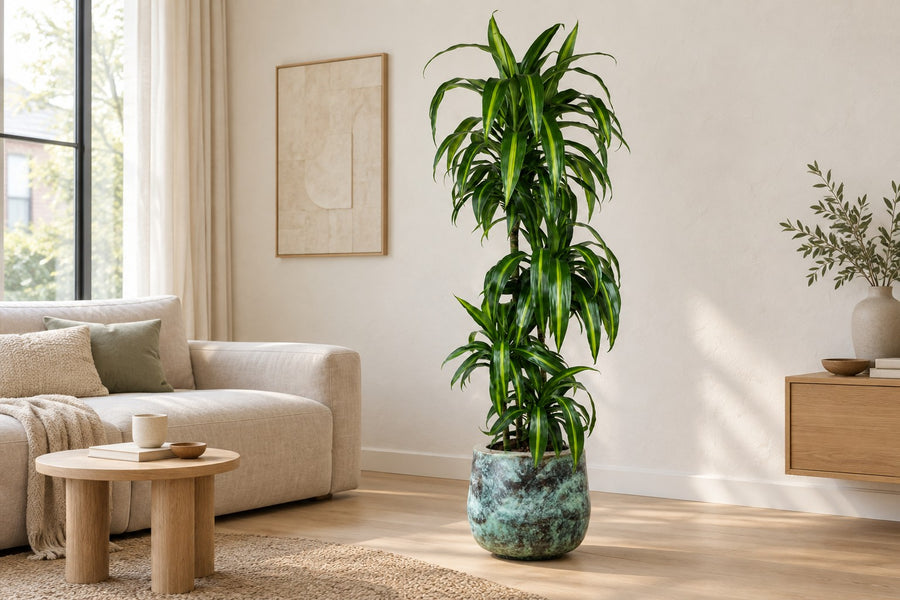 Drachenbaum Hawaiian Sunshine (Dracaena) 150 cm hoch, Topf ø27 cm