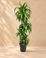 Drachenbaum Hawaiian Sunshine (Dracaena fragrans 'Hawaiian Sunshine'), 150 cm hoch im Anzuchttopf von 27 cm
