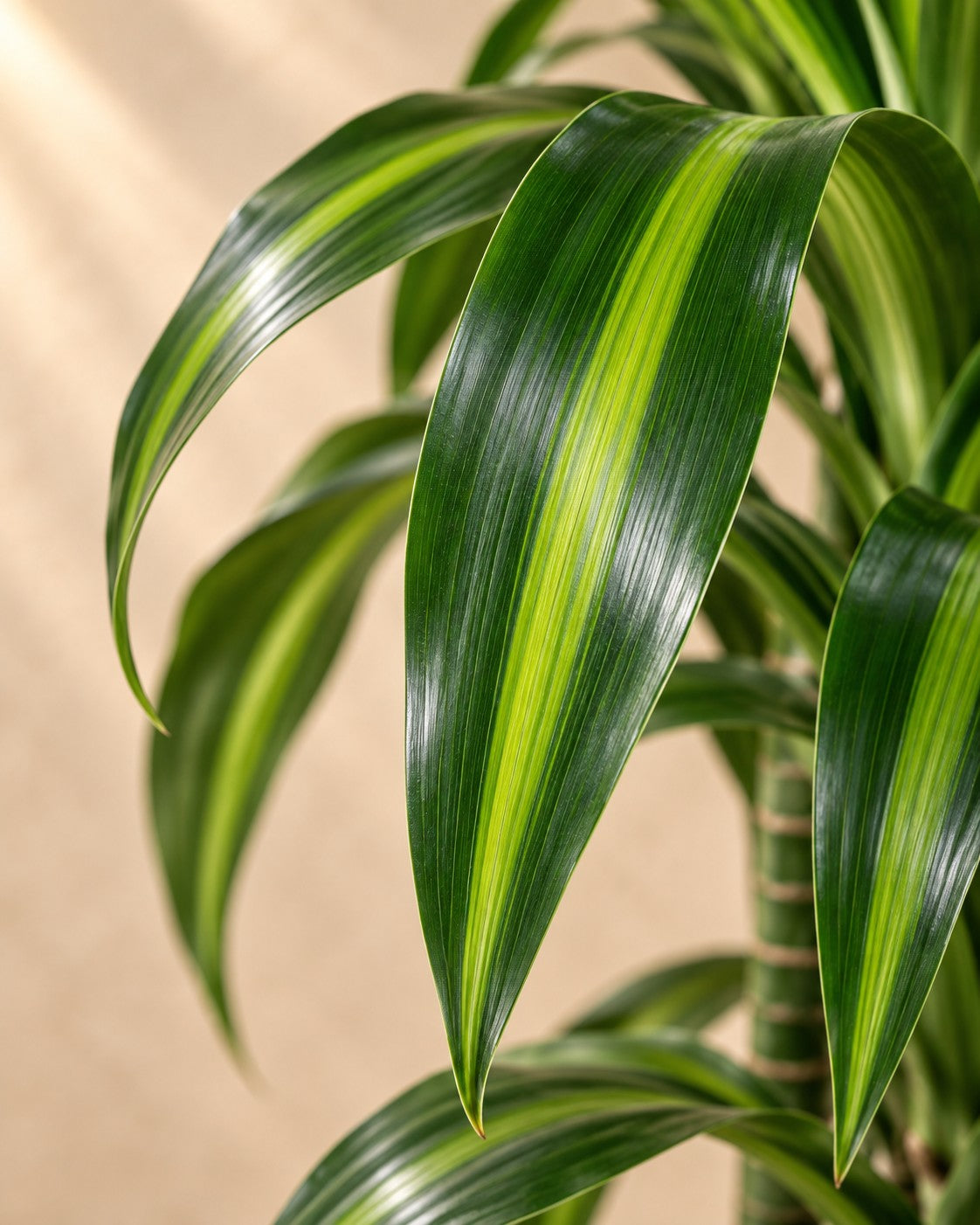 Nærbillede af bladene på Dragetræ Hawaiiana Carrousel (Dracaena sp.)