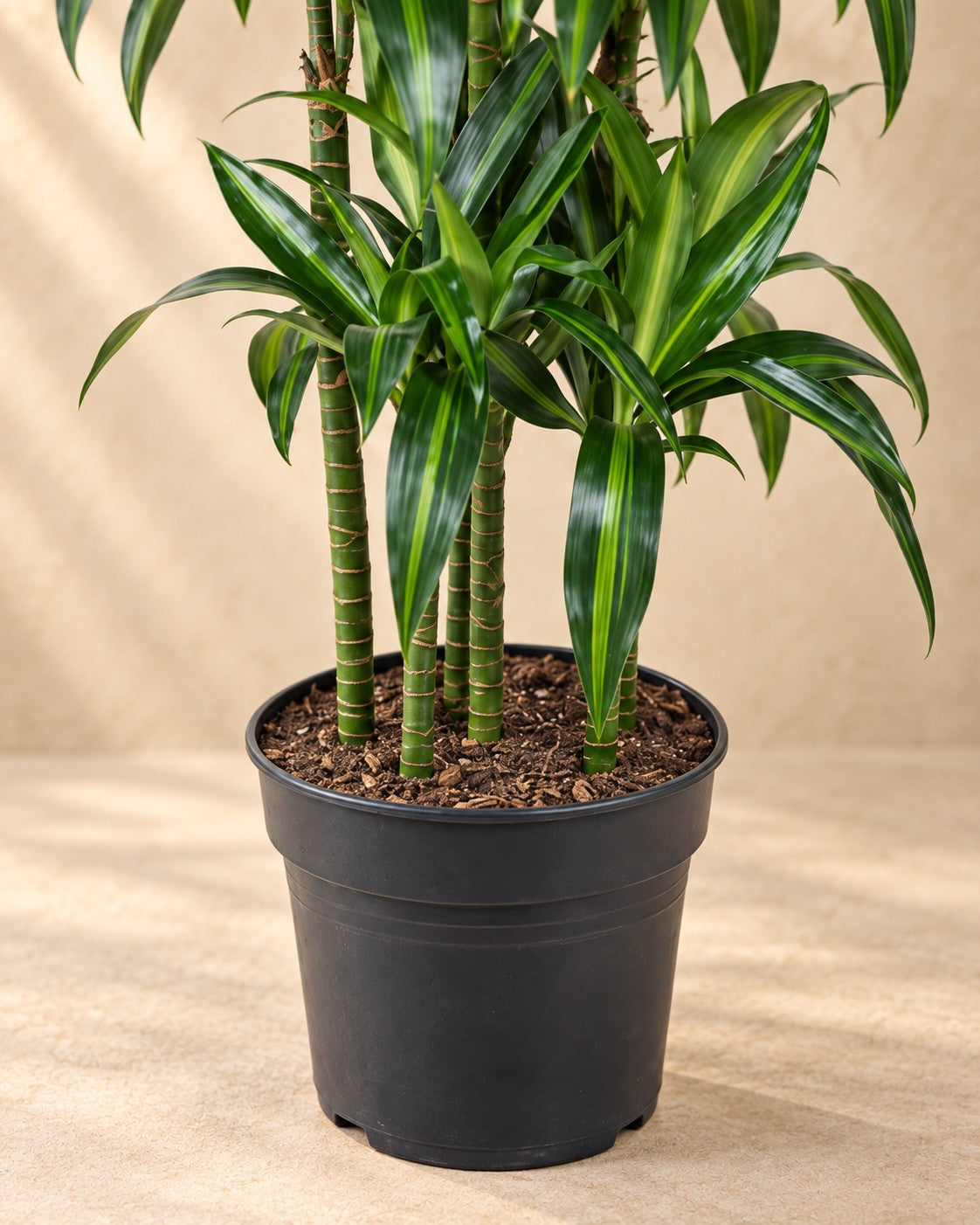 Nederste del af Dragetræ Hawaiiana Carrousel (Dracaena sp.) med dyrkningspotten