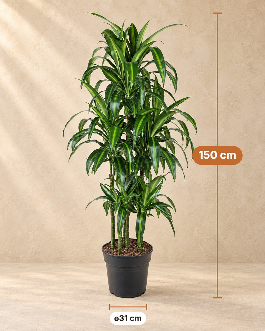 Dragetræ Hawaiiana Carrousel (Dracaena) 150 cm høj, potte ø31 cm