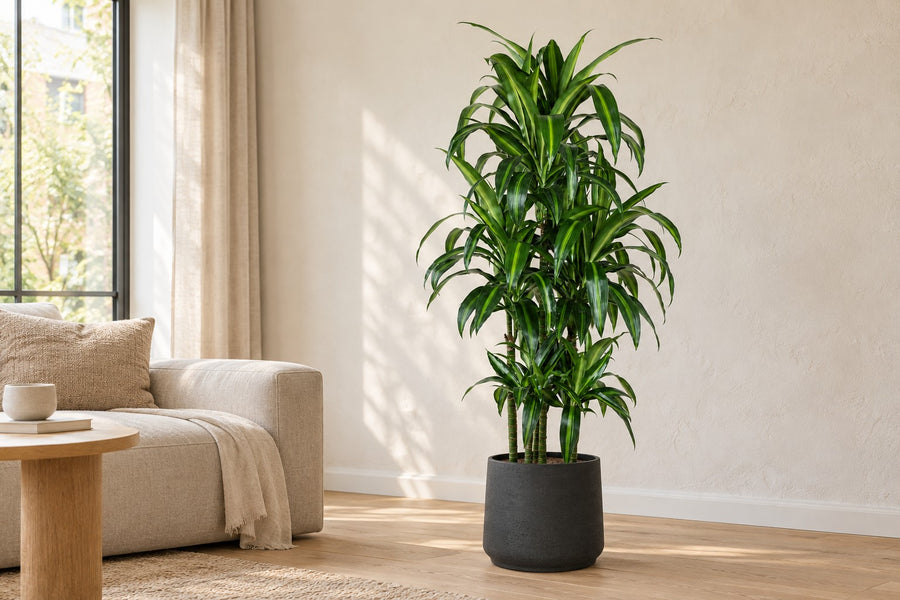 Dragetræ Hawaiiana Carrousel (Dracaena) 150 cm høj, potte ø31 cm