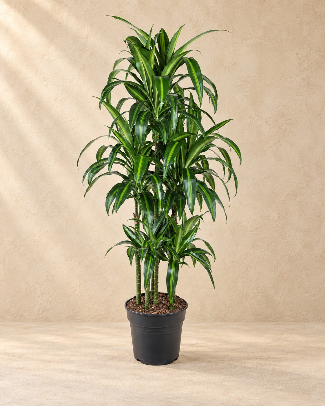 Dragetræ Hawaiiana Carrousel (Dracaena sp.), 150 cm høj i en 31 cm dyrkningspotte