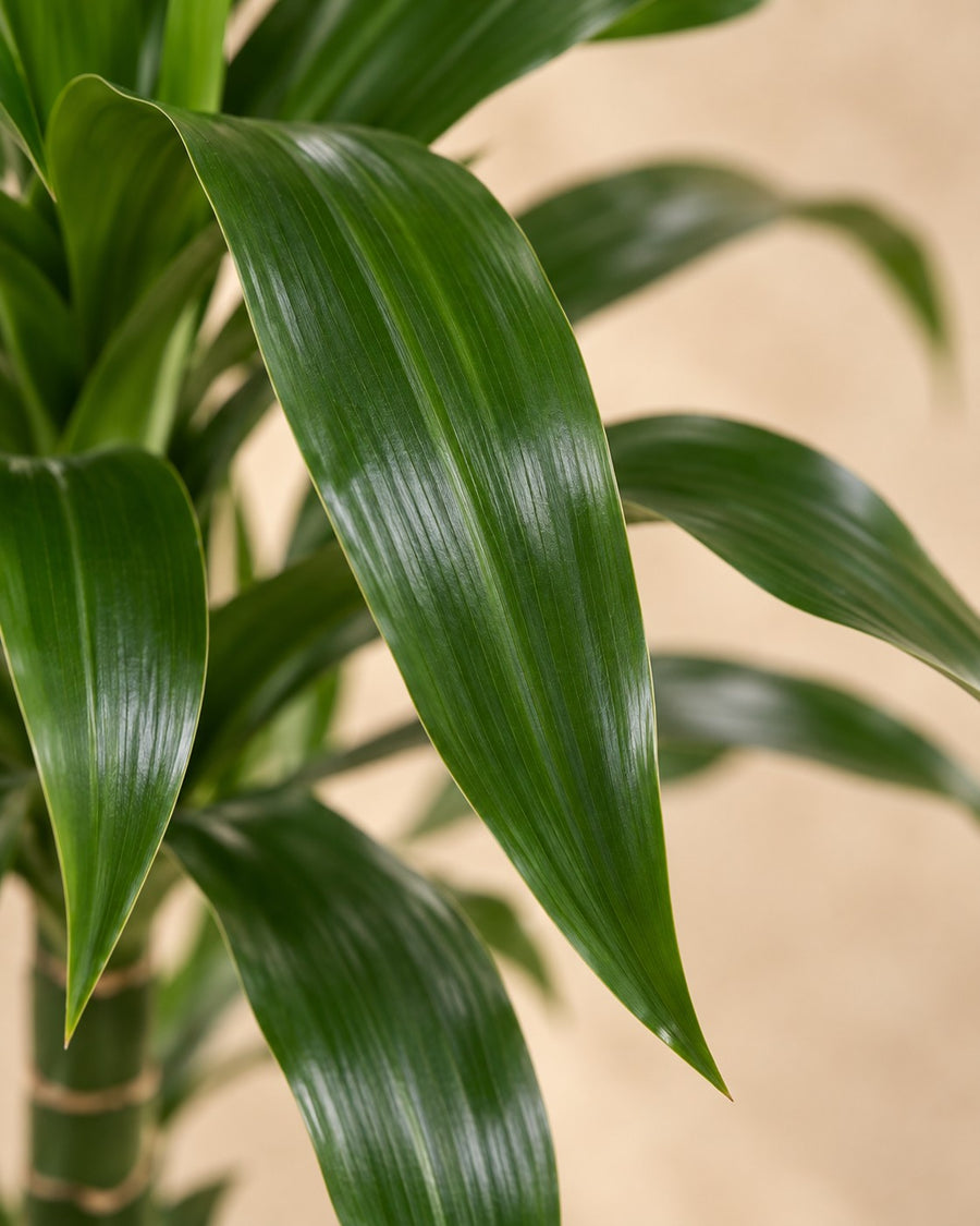 Smocze drzewo Janet Craig (Dracaena) wysokość 150 cm, doniczka ø24 cm
