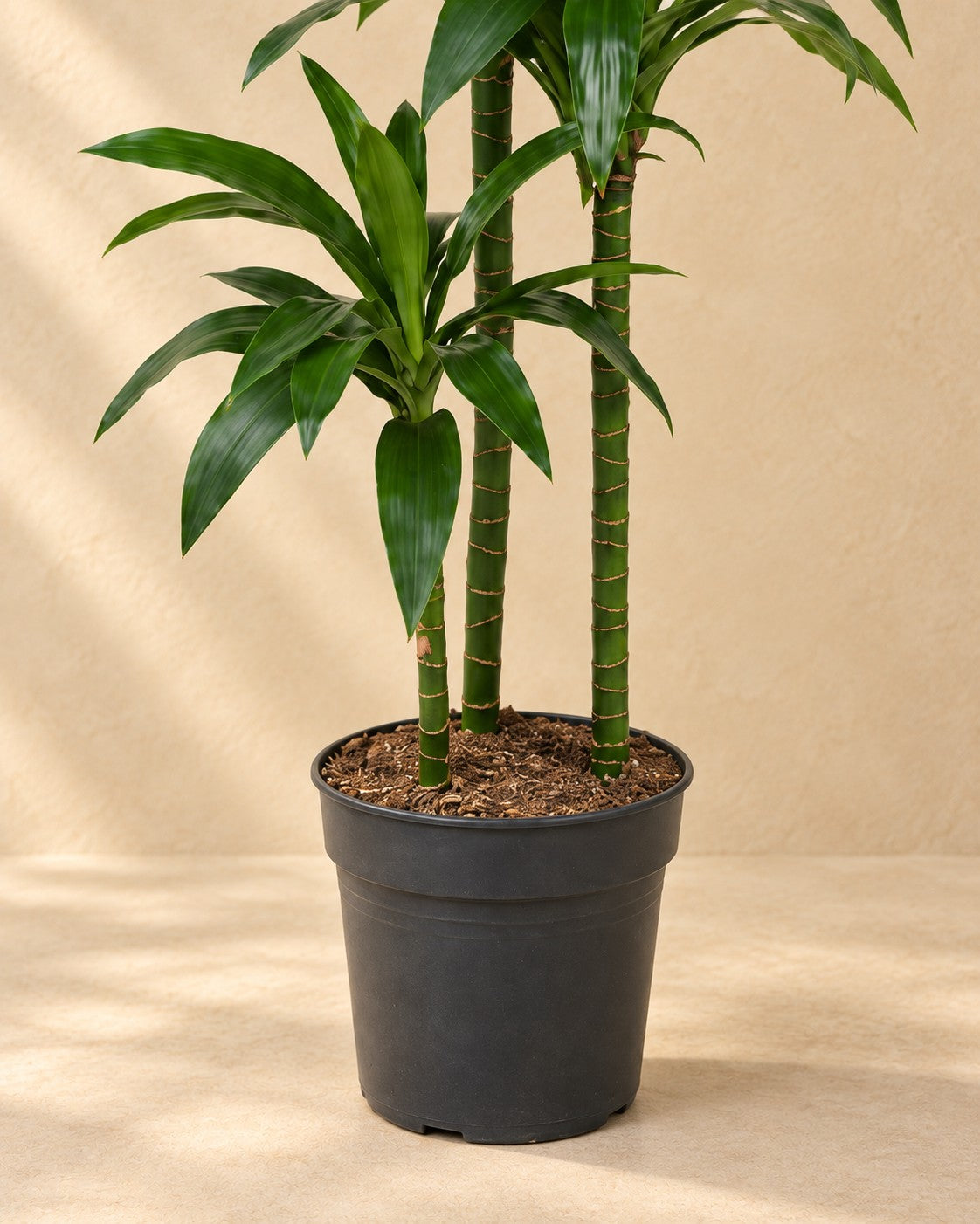 Dolna część Smocze drzewo Janet Craig (Dracaena fragrans 'Janet Craig') z doniczką uprawową