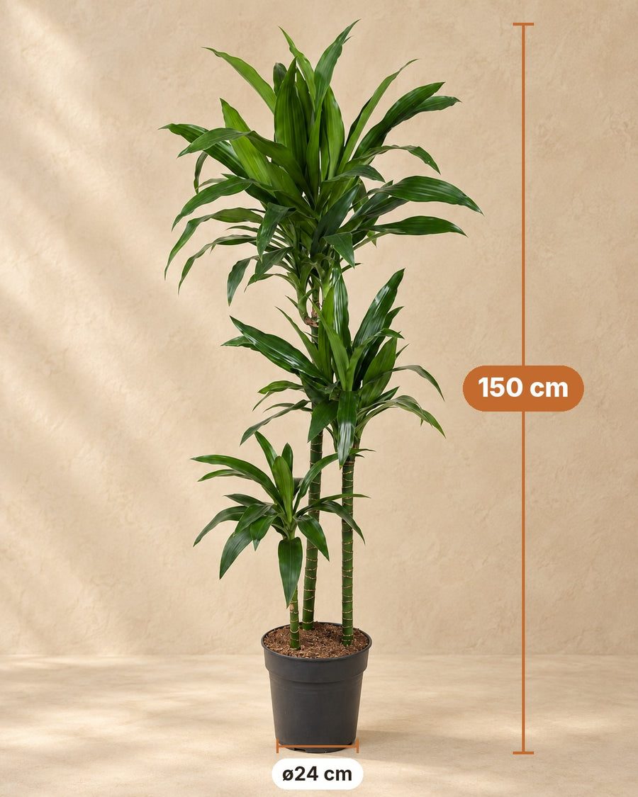 Smocze drzewo Janet Craig (Dracaena) wysokość 150 cm, doniczka ø24 cm