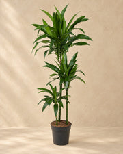 Smocze drzewo Janet Craig (Dracaena fragrans 'Janet Craig'), wysokość 150 cm, w doniczce uprawowej 24 cm