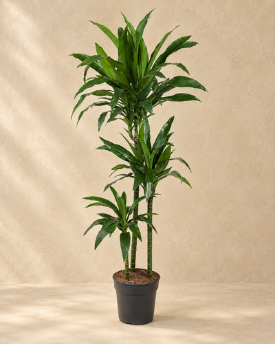 Smocze drzewo Janet Craig (Dracaena fragrans 'Janet Craig'), wysokość 150 cm, w doniczce uprawowej 24 cm