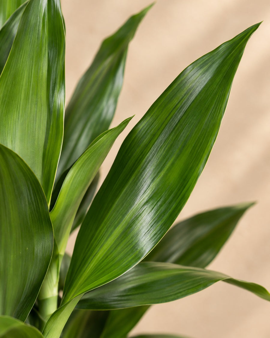 Drakenbloedboom Janet Lind vertakt (Dracaena) 110 cm hoog, pot ø27 cm