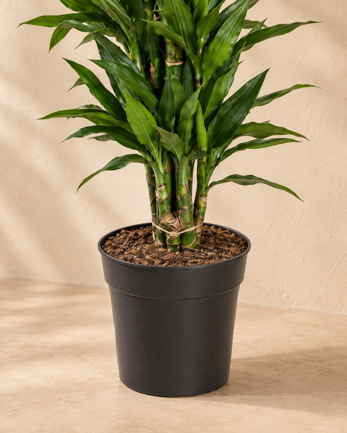 Onderste deel van de Drakenbloedboom Janet Lind vertakt (Dracaena fragrans 'Janet Lind') met de kweekpot