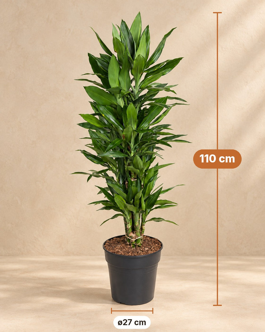 Drakenbloedboom Janet Lind vertakt (Dracaena) 110 cm hoog, pot ø27 cm